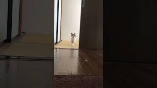 寝起きのおばあちゃん猫が喋りながら近づいてくる