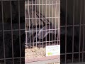 激レア？世界一恐れを知らないラーテルの鳴き声 東山動植物園 ラーテル mellivoracapensis