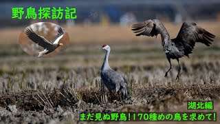 野鳥探訪記　170種目の鳥さんを求めて　2022湖北編