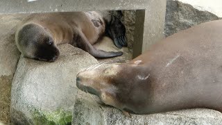 【王子動物園🐼】アシカの赤ちゃん♥ お母さんと一緒に寝ている✨