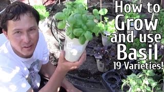 How to Grow and Use 19 Varieties of Basil