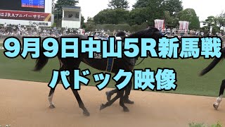 【4K動画】9月9日5R新馬戦パドック【中山競馬場】