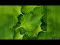 shiso green perilla leaf japanese basil – seeds review