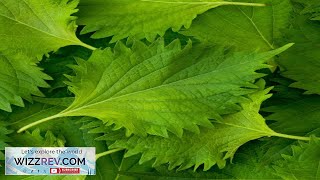 Shiso Green (Perilla Leaf Japanese Basil) – Seeds Review