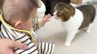 生まれて初めて見る赤ちゃんのお世話をしたいパパ猫の行動に感動しました！