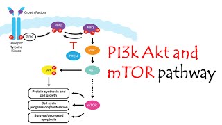 pi3k/akt/mtor pathway