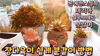 #다육이 #매혹의창 #창 #매창 #마리아 #론에반스철화#다육이블루드레곤 분갈이 #Succulent plant #Succulents #多肉植物 #다육식물#다육이블루드래곤