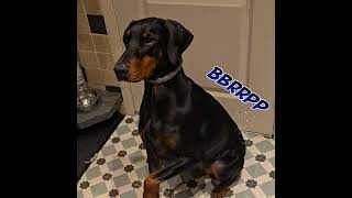 RANDOM - Quorra doon the #Doberman working on her tricks.   #StaceysDogGrooming