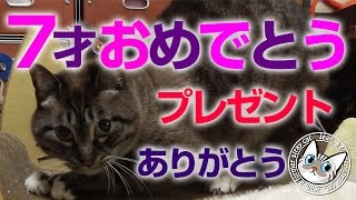 【Jean \u0026 Pont 0373】ジャンくん７歳のお祝いをもらったよ　元野良猫の保護里親記録  Jean \u0026 Pont, former stray cats.