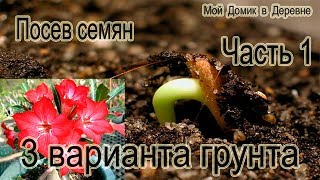 Адениумы! Посев семян! (Часть 1)