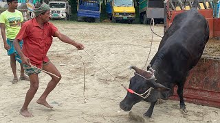 Cow unloading,cow videos,cow video,big cow,goru hamba cow,Gabtoli,Paragram[Ep -76](Cow in The World)