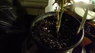 Ravenplume Grow Journal - Pixie Pie Update : 20201120