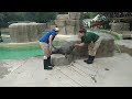 taction training a pacific harbor seal