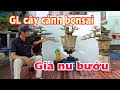 GL cây cảnh bonsai già nu bướu. Mr.Du: 0982703398