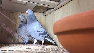 Sangers Pigeons breeding Dirk Van Den Bulck \u0026 Stefaan Lambrechts youngsters for the 2018 season