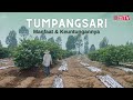 Cara Tanam Tumpangsari Untuk Pertanian Berkelanjutan