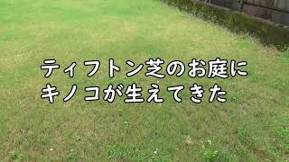 芝生の間からキノコが生えてきた