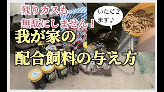 我が家の配合飼料の与え方〜残りカスも有効利用！〜　かめぞー☆ちゃんねる　70クラッチ目