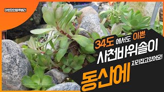 #사천바위솔  34도 무더위 속에서 바위솔 동산에 자리잡고 있는 모습!