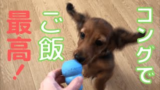 コングはミニチュアダックスの子犬の必需品！【ミニチュアダックスフンド　もく】