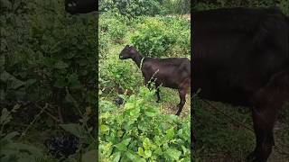 அட இந்த ஐடியா தெரியாம போச்சே #agriculture #flowers#goat  #garden #மல்லிகை#trending