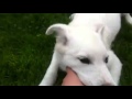 Beautiful white dog is played