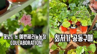 전국 최저가 K제라늄 , 지못미 K제라늄 2가지 공동구매/ 겨울철 제라늄 관리 방법 /고급지고 예쁜 제라늄꽃 부자 될수 있는 기회 꼭 잡으세요