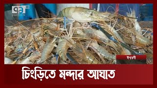 মন্দার আঘাত চিংড়িতে, দাম কমেছে অস্বাভাবিক হারে | News | Ekattor TV