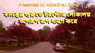 বসন্তের শুরুতে কানাডার লোকালয় অপরূপ রূপ ধারণ করে। It is a bangladeshi canadian vlog