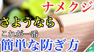 【ナメクジ駆除】ビール？珈琲？結局どれが効くの？一番簡単な駆除の方法教えます。