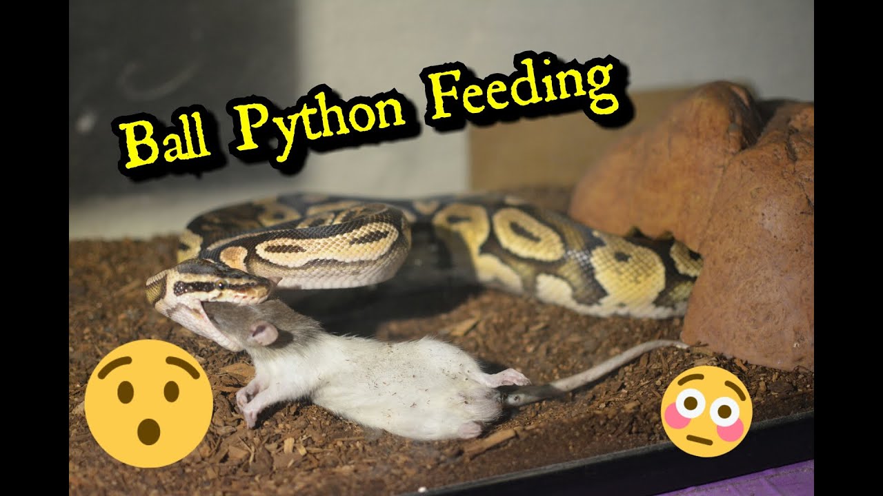 Ball Python Feeding Youtube