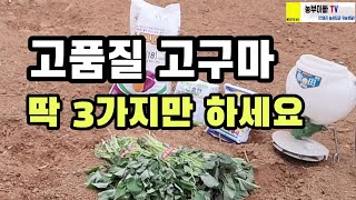 고품질 고구마 수확 하시려면 이 3가지는 꼭 하세요, 고구마심는시기