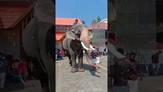 Pala Kuttisankaran ❤️#keralaelephant #pooram #anapremi #kerala#festival