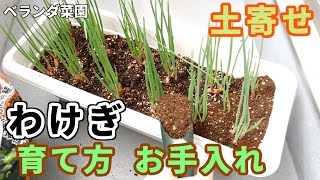 【ベランダ菜園】わけぎ２週間目のお手入れ！追肥と土寄せで大きく育てよう！【プランター菜園】