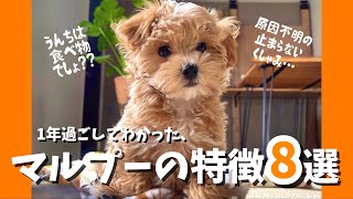 【ミックス犬人気No.1】マルプーの子犬と1年暮らしてみて分かった特徴8選！！！