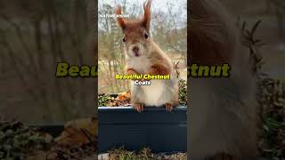 5 Amazing Types Of Squirell #shorts