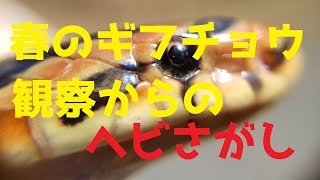 春のギフチョウ観察からのヘビさがし