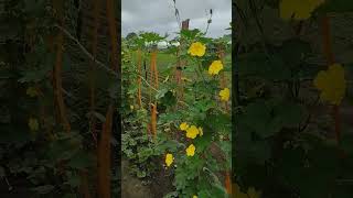 गिलकी की सफल खेती | सम्पूर्ण जानकारी | Sponge gourd farming | Gilki ki kheti kaise  #gilkikikheti