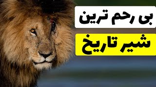 قوی ترین شیر جهان | صورت زخمی