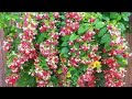 Top 7 Flower Vines for Your Main Door||घर के मुख्य द्वार पर लगाई जाने वाली बेलें