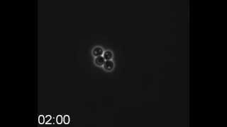 Two yeast cells mating inside a tetrad