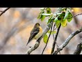 戸隠森林植物園で探鳥会が開催されました。オオアカゲラ、ムギマキ、ツグミなど多数出現しました。（４Ｋ）