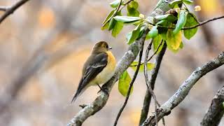 戸隠森林植物園で探鳥会が開催されました。オオアカゲラ、ムギマキ、ツグミなど多数出現しました。（４Ｋ）