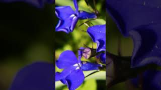 Lobelia: A Natural Herbal Remedy to Treat Respiratory Problems