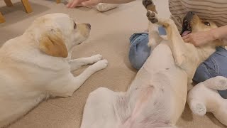 妹犬のイボを一緒に確認してくれる優しいお姉ちゃん。ラブラドールきなこ６歳４か月サブレ１歳８か月