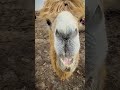 desert camel is eating strawberry and cactus animals camel ytshorts