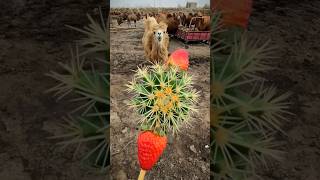 Desert camel is eating strawberry and cactus #animals #camel #ytshorts