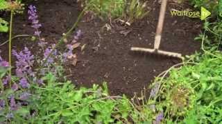 Sowing hardy annual seeds to flower in summer - Waitrose Garden