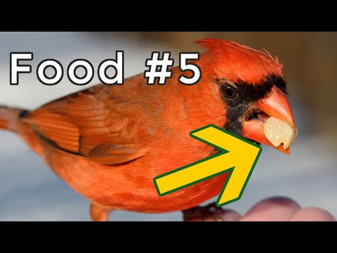 What do cardinals mainly eat?
