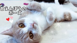 寝起きで甘える猫たちが可愛くて癒やされます　756話